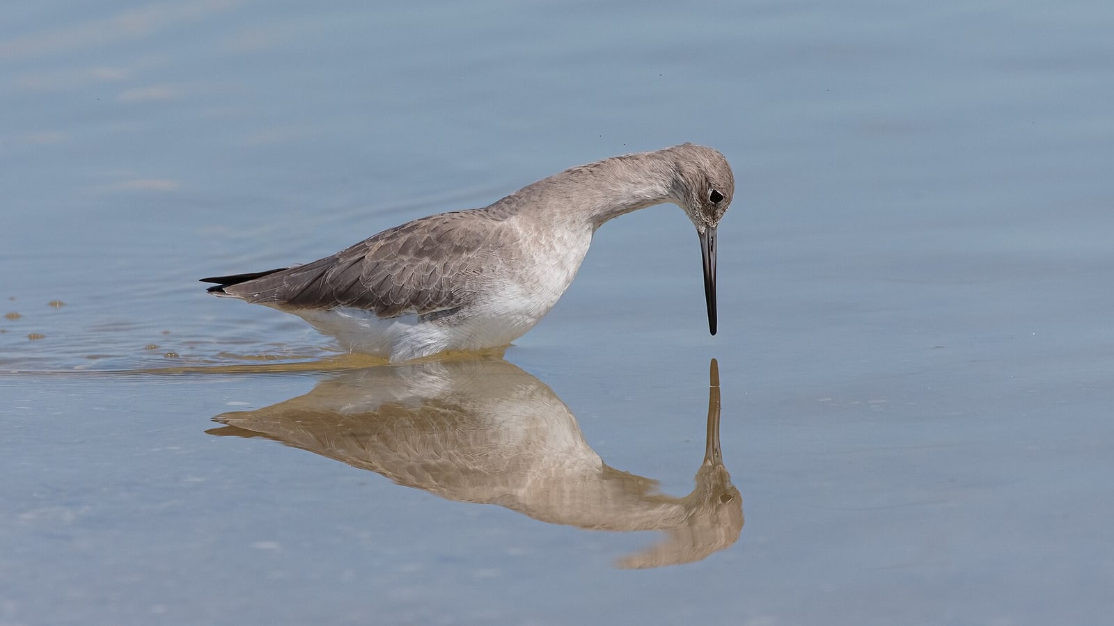 Willet feeding in shallow water at Tigertail Beach on Marco Island