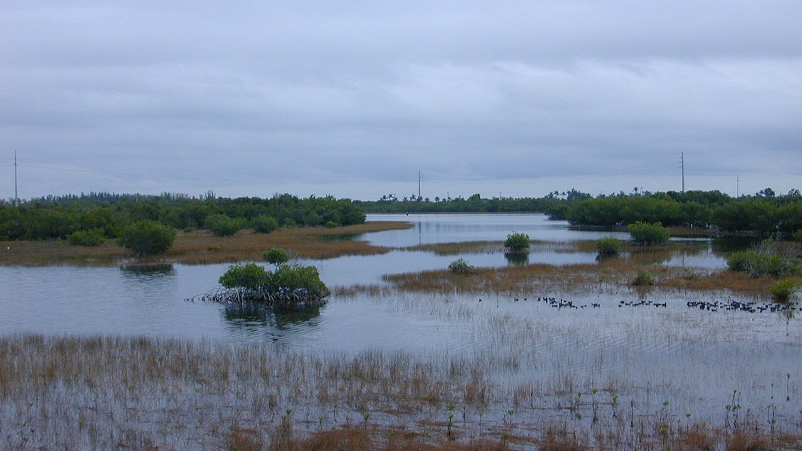 Rookery Bay mangrove boardwalk near Marco Island