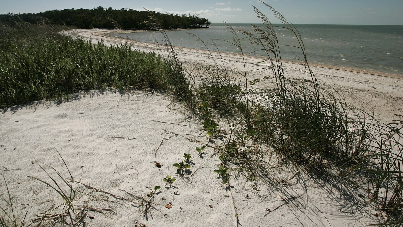 Ten Thousand Islands mangrove coast near Marco Island