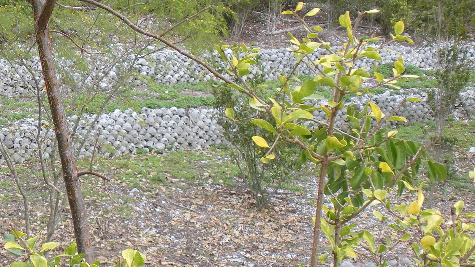 Otter Mound Preserve tropical trail near Marco Island