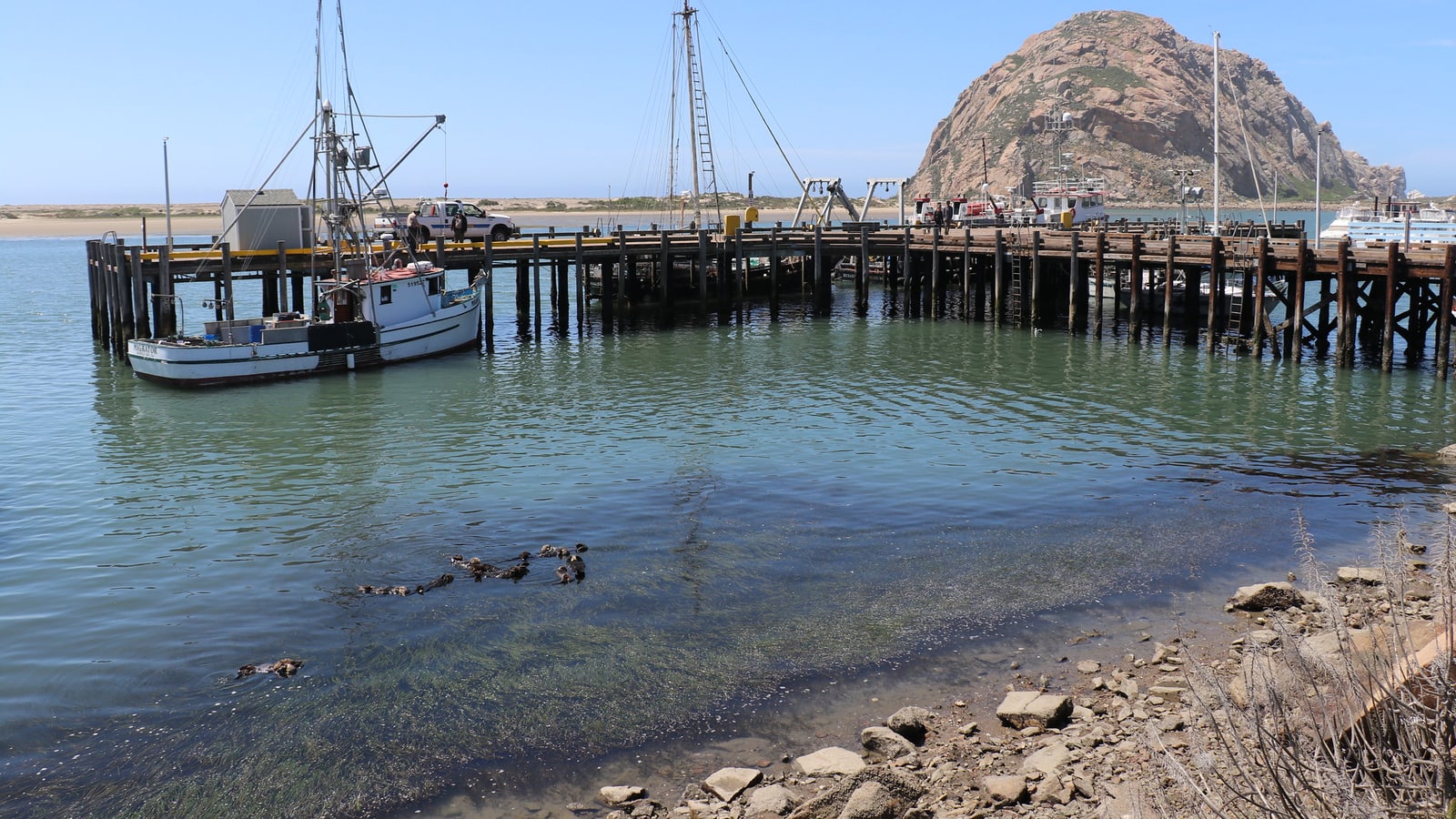 Sea otters floating near the Embarcadero in Morro Bay
