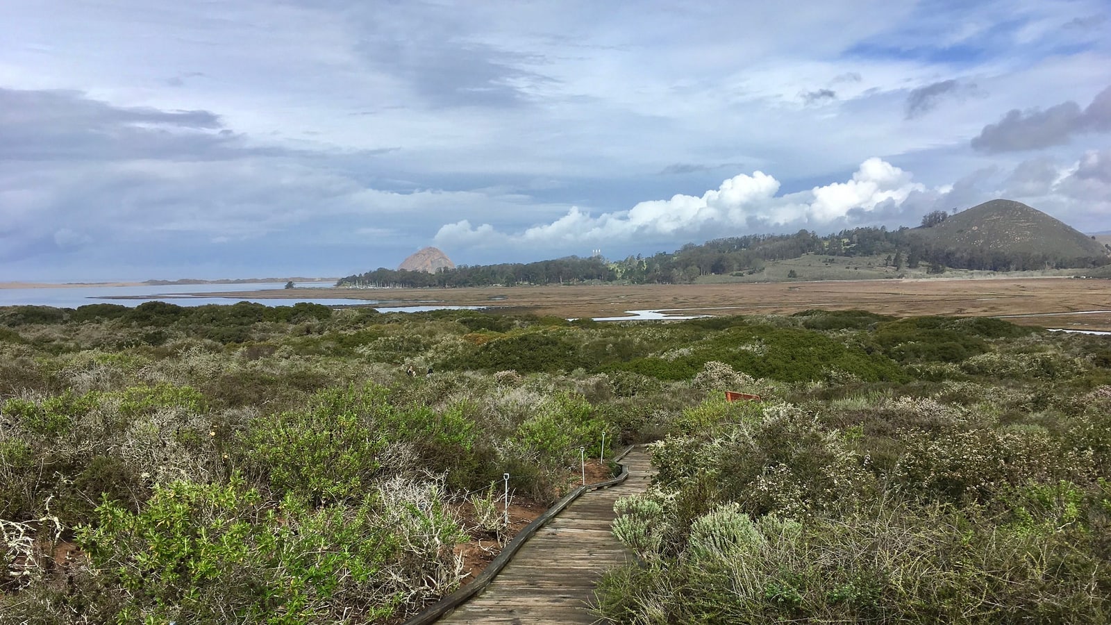 Wooden boardwalk through pygmy oaks at El Moro Elfin Forest