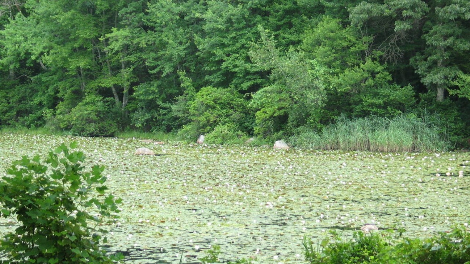 Connecticut College Arboretum New London, a ranked stop in this Deep Arrival guide