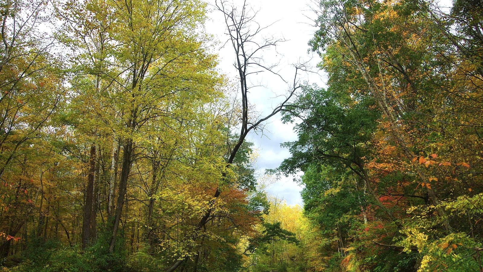 Waterfall and forest in Cuyahoga Valley National Park
