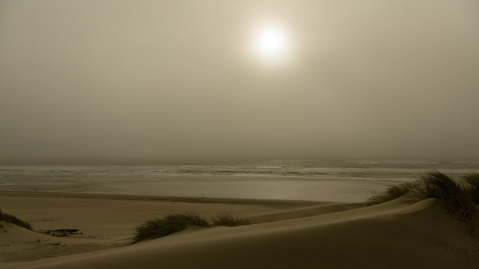 Oregon Dunes sand forest and Pacific coast near Oregon