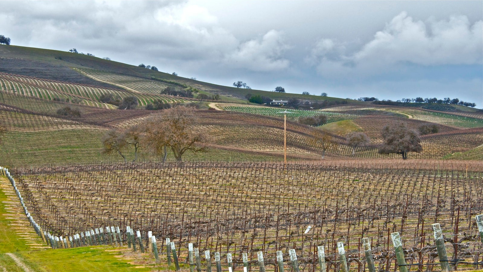 Vineyards and oak-covered hills in Paso Robles wine country