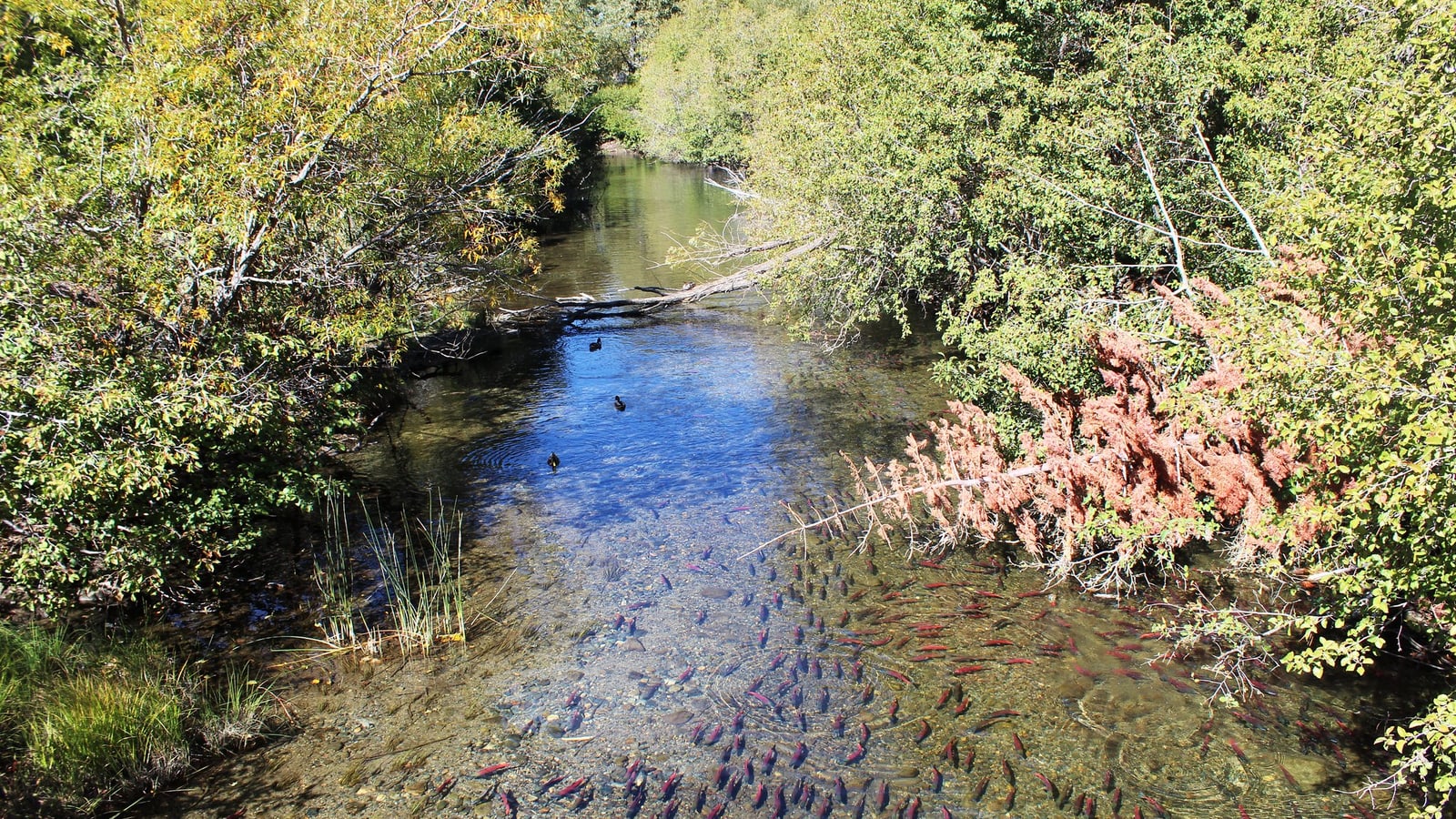 Kokanee salmon in Taylor Creek near South Lake Tahoe