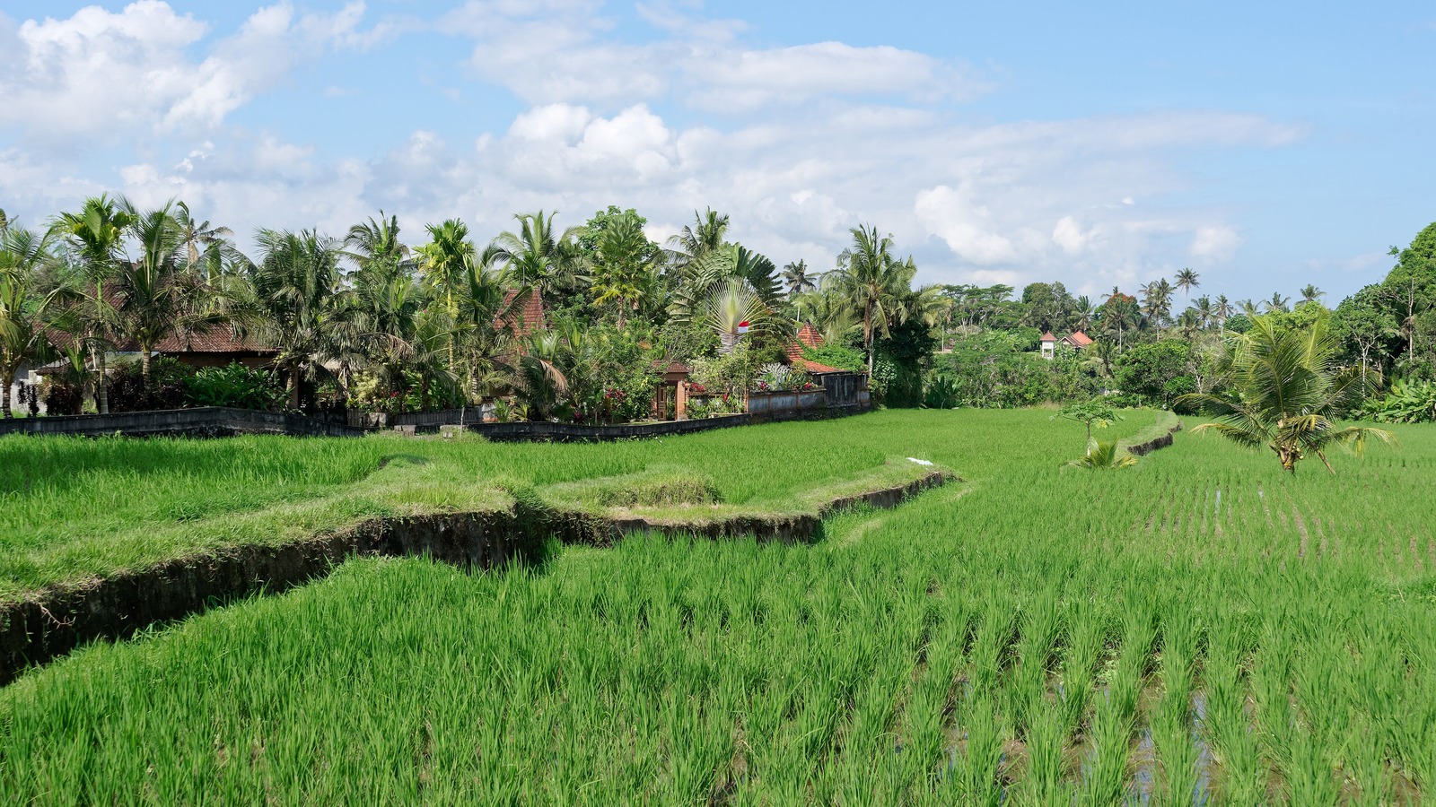 Bright rice terrace landscape near Ubud Bali