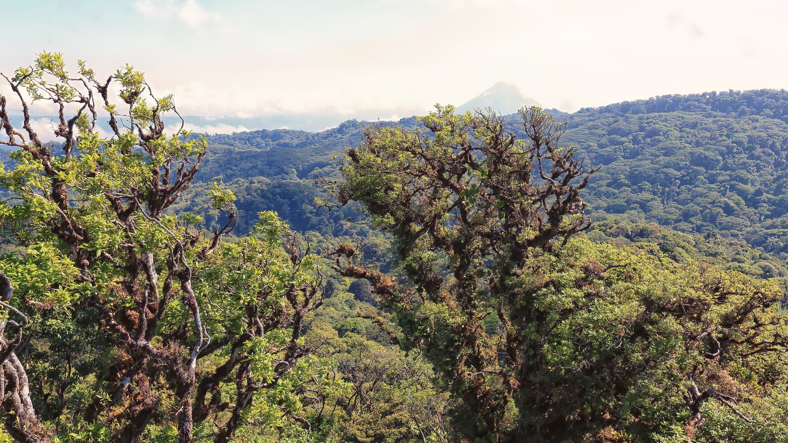 Bright cloud forest landscape in Monteverde