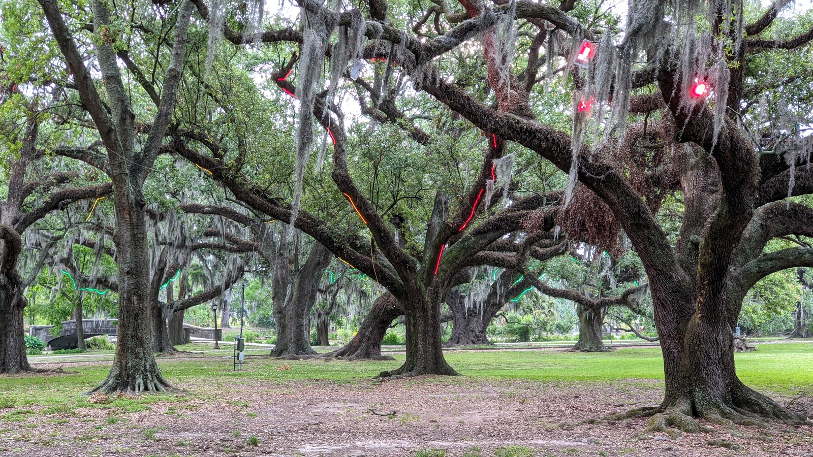 Oak trees in New Orleans City Park