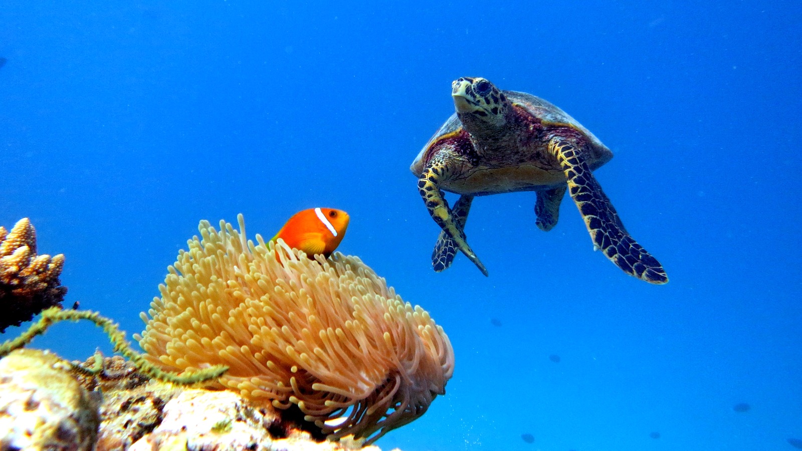 Bright reef lagoon and islands in Baa Atoll