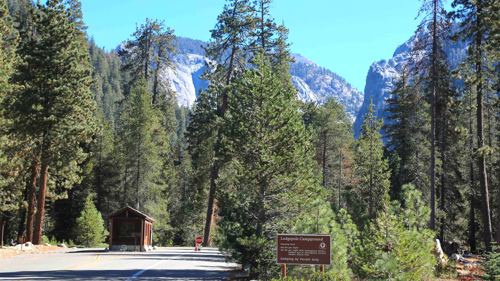Bright forest view near Lodgepole in Sequoia National Park