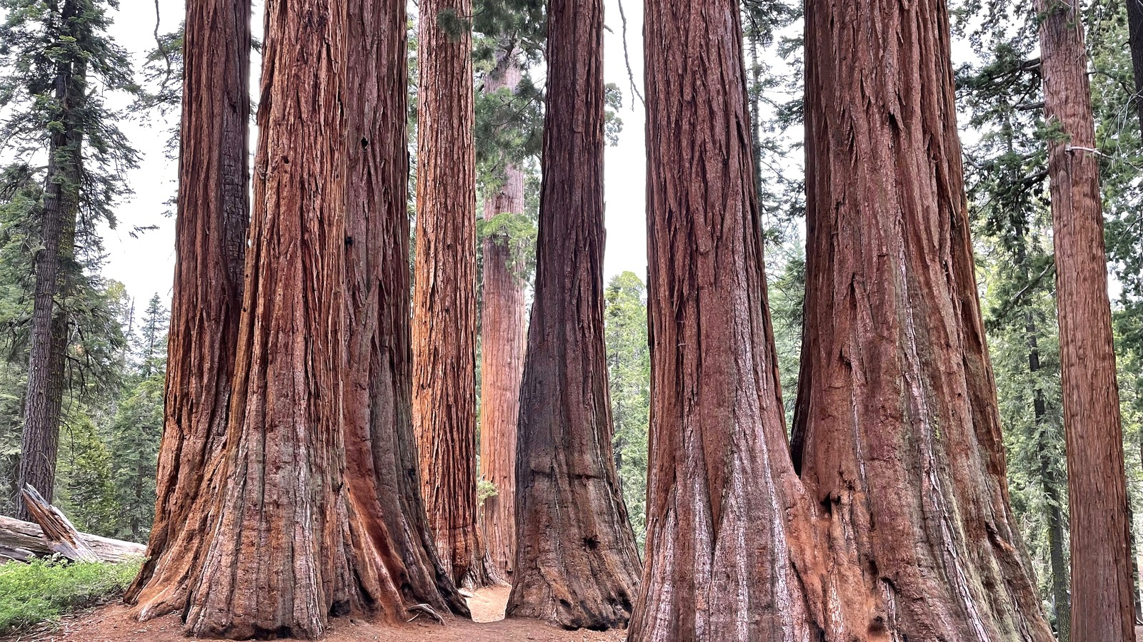 Bright giant sequoia grove at Grant Grove