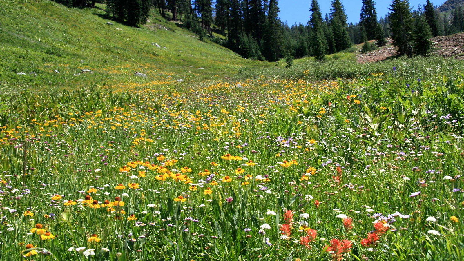 Bright alpine landscape in Mineral King Sequoia National Park