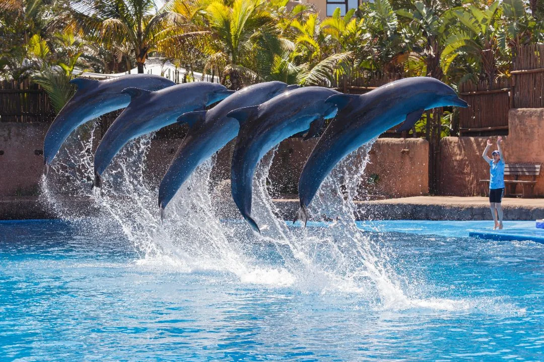 MEET DOLPHINS