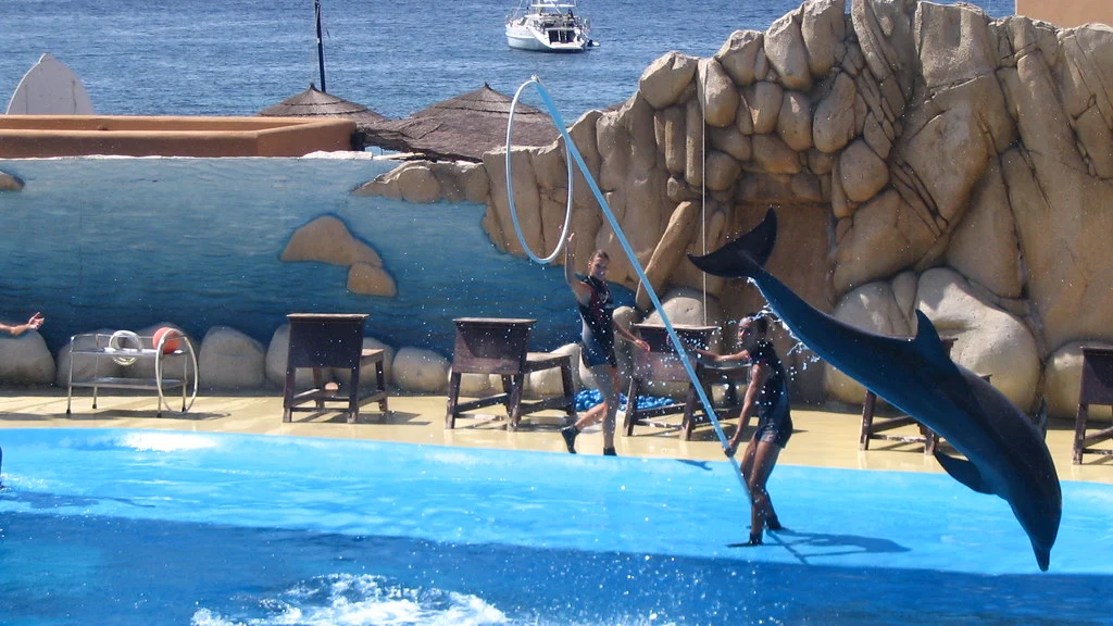 Dolphin show pool beside the waterfront at Marineland Mallorca