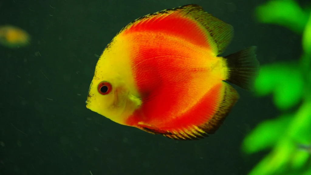 Aquarium fish at Marineland Mallorca