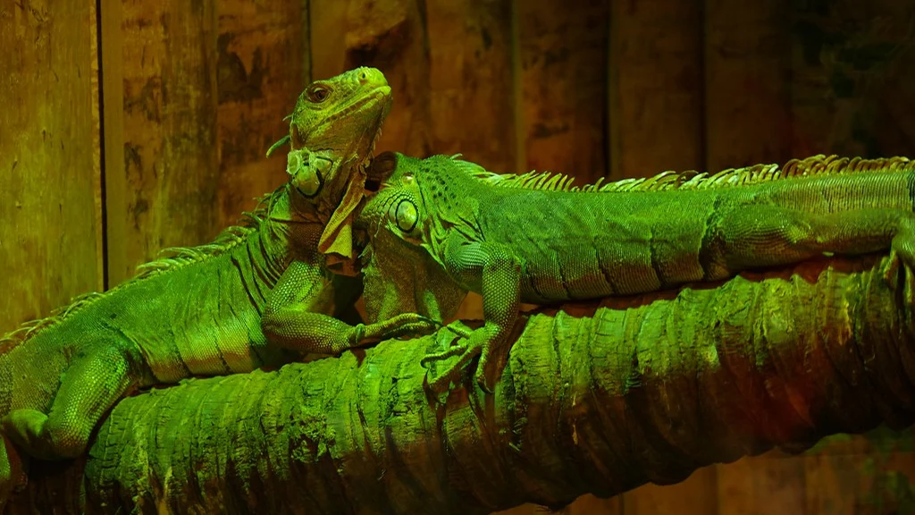 Reptile exhibit at Marineland Mallorca