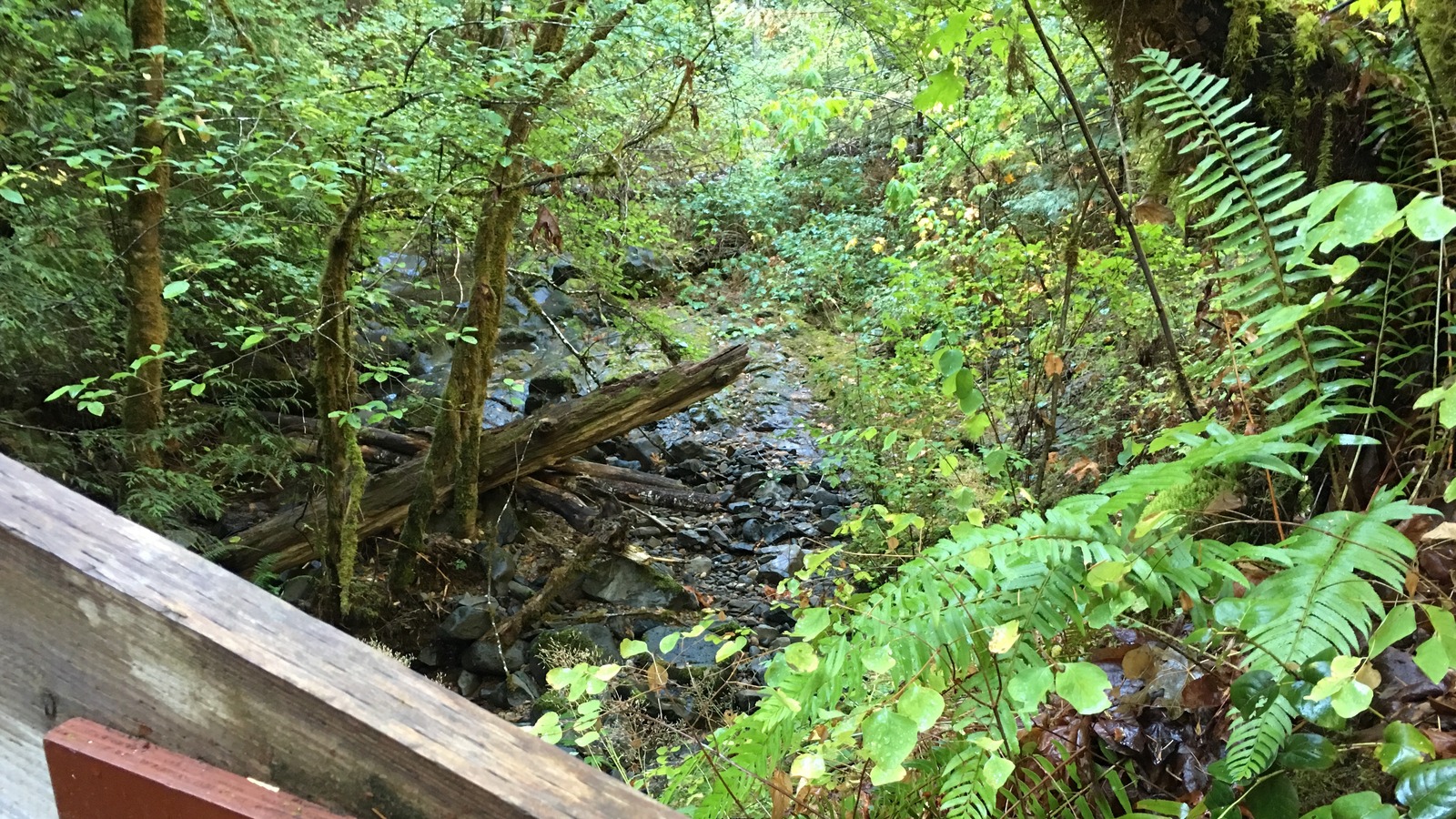 Wooden Bob Creek sign on the North Umpqua Trail above a fern-lined creek in Oregon forest