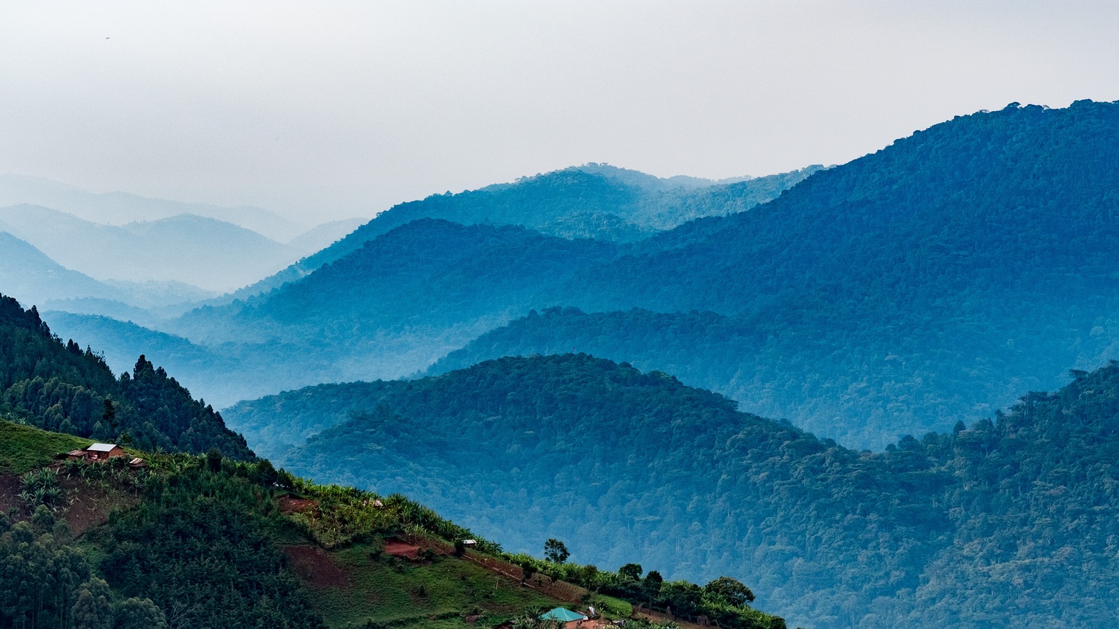 Forested hills below Nkuringo at the edge of Bwindi Impenetrable National Park in Uganda