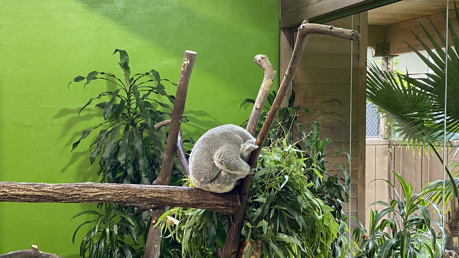 Koala resting on a branch in its habitat at Riverbanks Zoo in Columbia, South Carolina