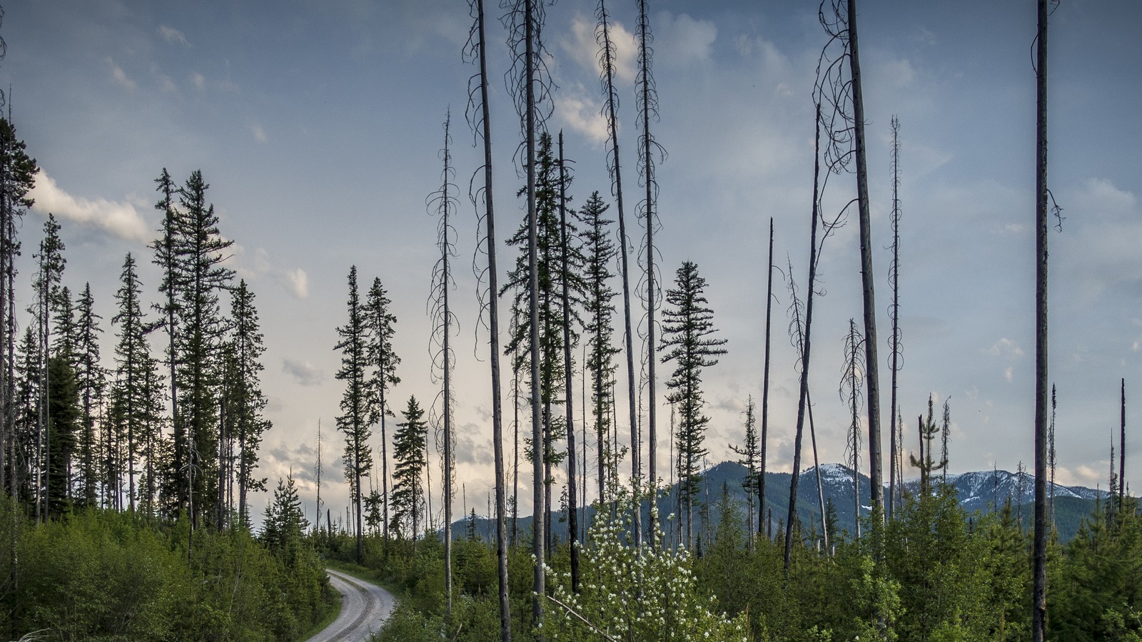 Gravel Inside North Fork Road running through forest and standing snags in Glacier National Park, Montana