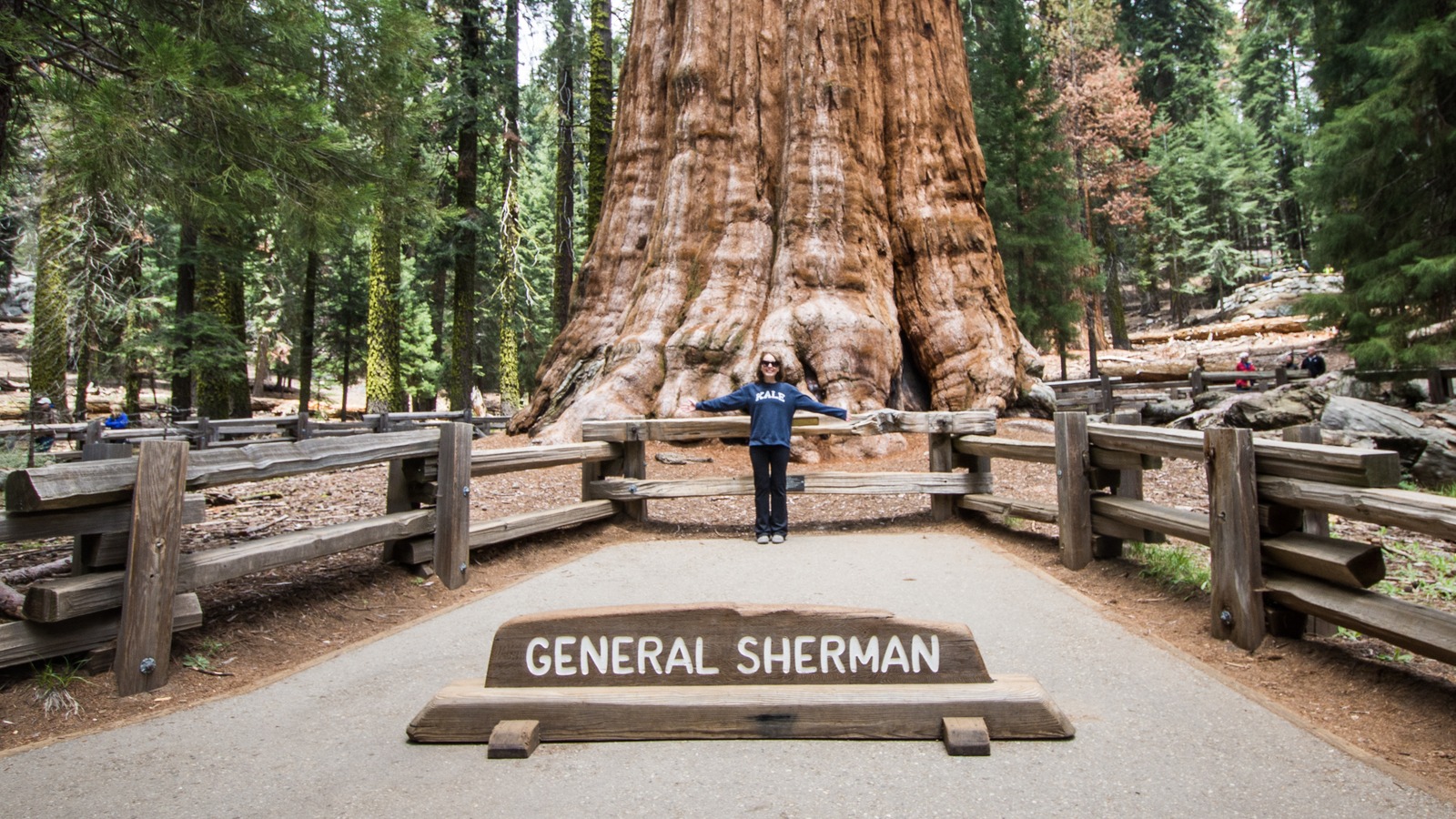 Visitor standing at the General Sherman Tree sign in Giant Forest, Sequoia National Park