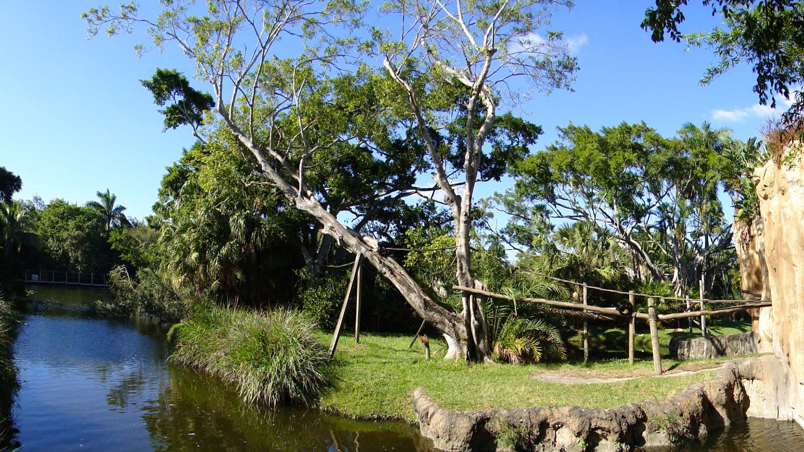 Daytime view of a grassy animal habitat with trees and a moat at the Palm Beach Zoo