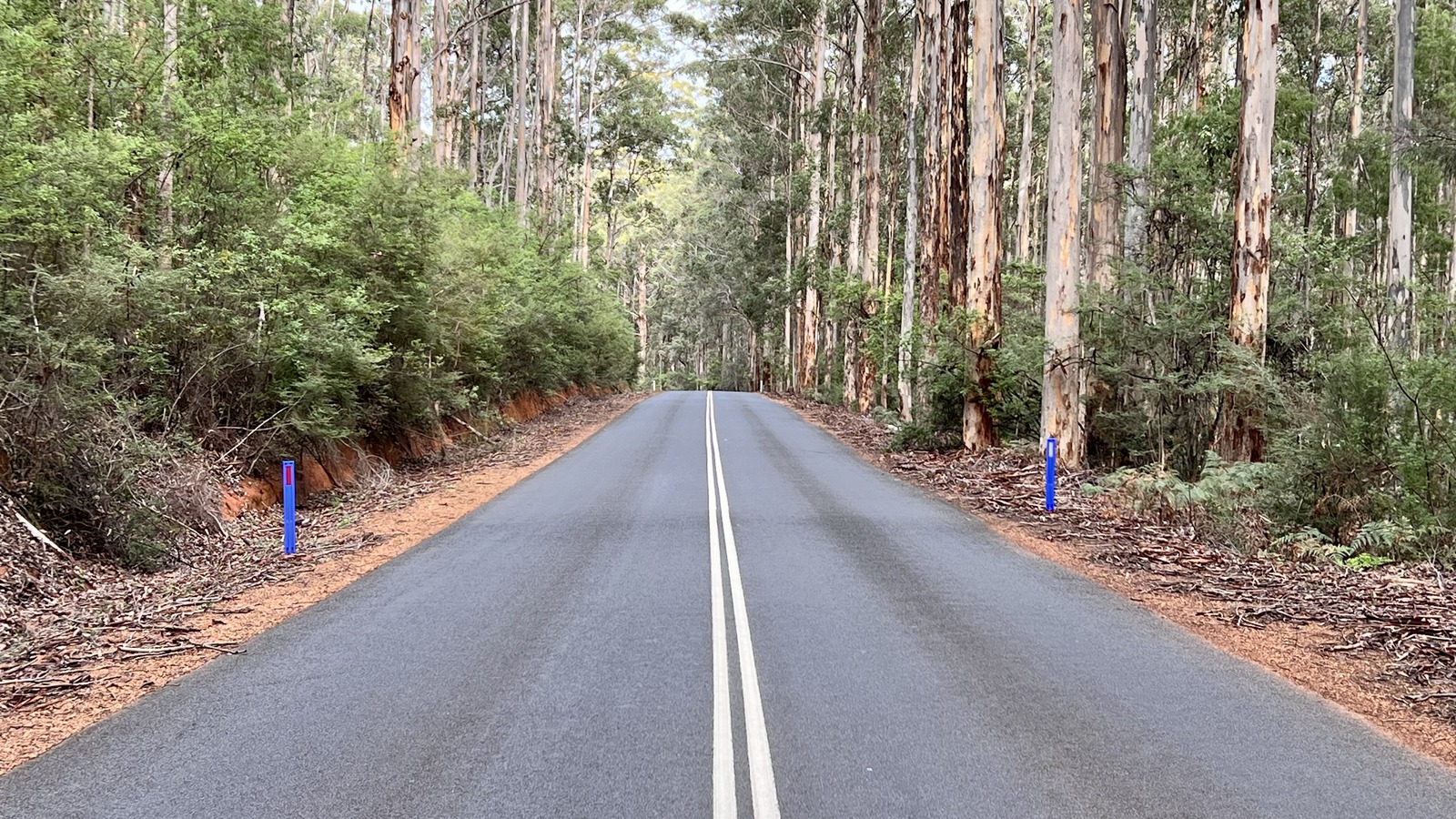 Sealed Graphite Road running through tall eucalyptus forest in South East Nannup State Forest, Western Australia