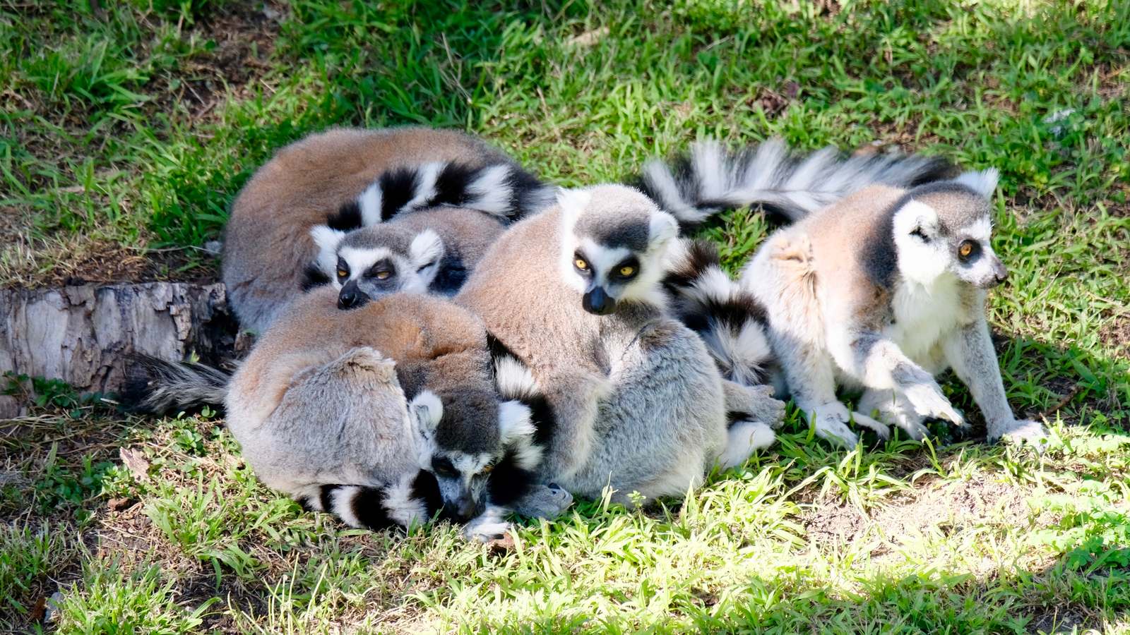A group of ring tailed lemurs huddled together on the grass at the San Francisco Zoo
