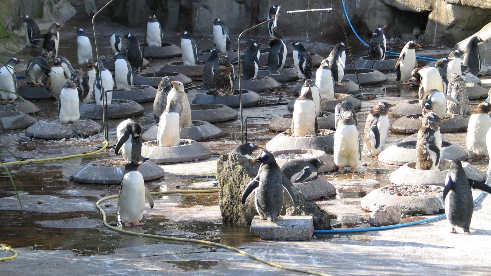 Gentoo penguins at Penguins Rock in Edinburgh Zoo