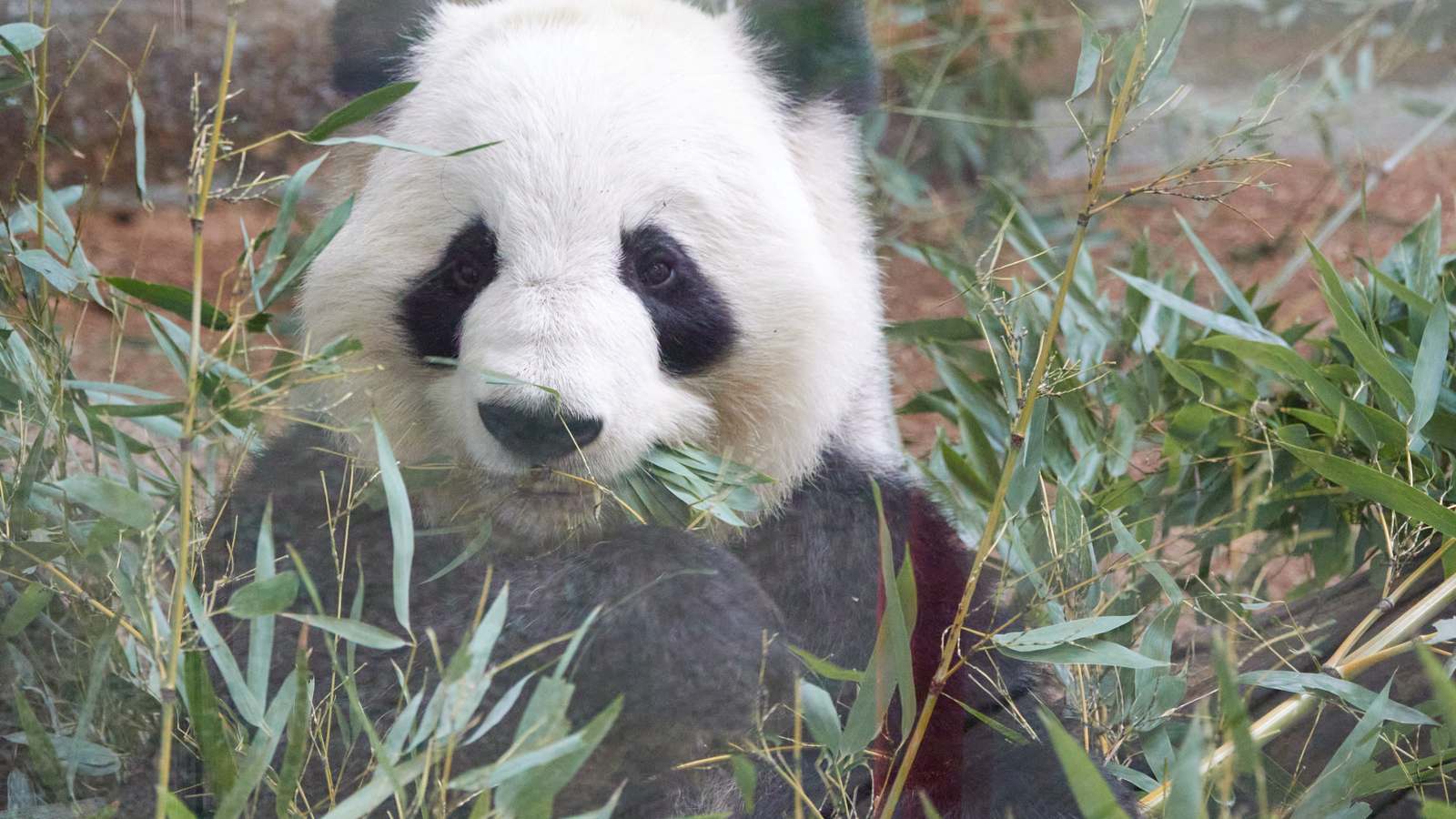 Giant panda Lun Lun, one of Zoo Atlanta's original pair, eating bamboo at the zoo in 2022