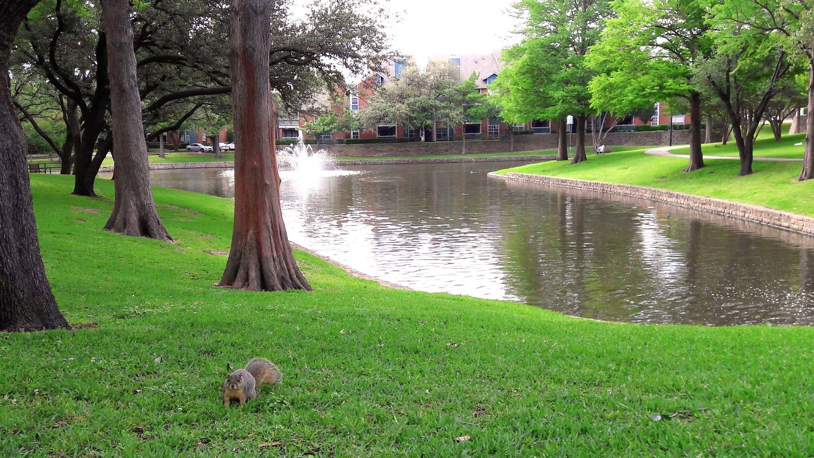 A pond with a fountain sits among oak trees and lawns in a park at The Village Dallas.